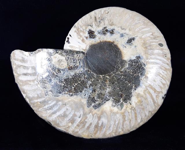Cleoniceras (Grycia) besairiei COLLIGNON 1949 - Bild © FossNet FossilienStore
